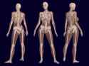 3D_Female_Skeleton_Anatomy