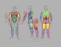 Male Anatomy Breakdown 2 Colorcoded 2