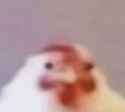 This may contain a close up of a chicken with blurry background