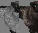 vertex_color_fur