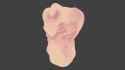 raw vertex paint