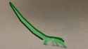 EquineEel