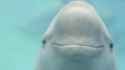 smug beluga