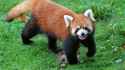 red-panda-full-body_16x9