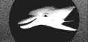 Spooky_dolphin_smile