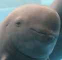 dolphin