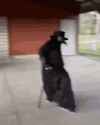 plague doctor walk gif