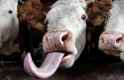 cow-tongue