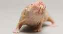 petit-rat-taupe-nu