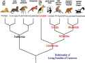 Carnivore_relation