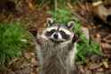 raccoon