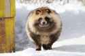 tanuki