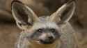 animals_hero_bat-earedfox