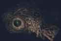 brain of mensis