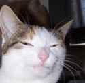 squinty cat
