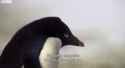 penguincrime