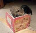 usagi reading