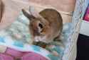 wide eyed bun