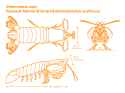 Dimensions-Animals-Crustaceans-Peacock-Mantis-Shrimp[1]