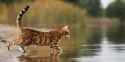 Bengal
