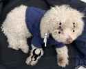 Poodleshaku