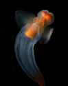 Clione_limacina_by_NOAA.jpg