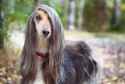 spruce-pets-long-haired-dogs-update-f6011906f4e74dbfa942adb0caedd07e