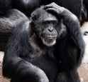 thinking monkey