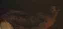 Screenshot 2025-05-19 092958