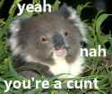 Koala Cunt
