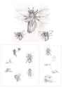botfly_queen_by_krigg_debp5su