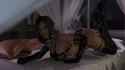 2.73 MB
