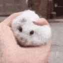 cute-hamster