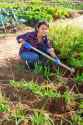 woman-gardener-hoeing-soil-onion-rows-vegetable-bed-skilled-columbian-amateur-working-hoe-323948746