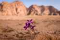 desert flower