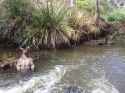 roo of the river