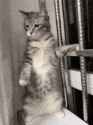 cat-cat
