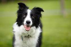 happy-dog-outdoors-164855910-be06b0c5a91c4b08838add14f4191108