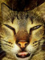 stoned-kitty-ashan-rodrigo