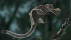 extictflyingsquirrel