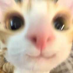 1736851468489387