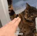 violence-cat