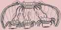 crabs-in-a-bucket-syndrome