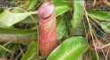 this is a plant