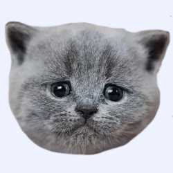 309 KB