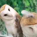 2.7 MB