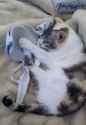 Rule 34 Rule 34 Image