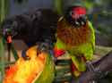 black lory and yellow streaked lory