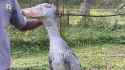 pet-the-shoebill