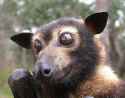 800px-CSIRO_ScienceImage_3220_Spectacled_flying_fox
